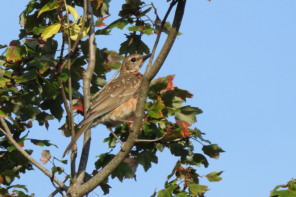 American Robin - ML642345392