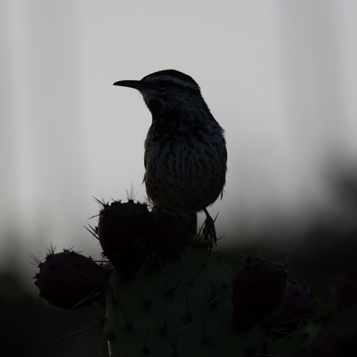 Troglodyte des cactus - ML642345400