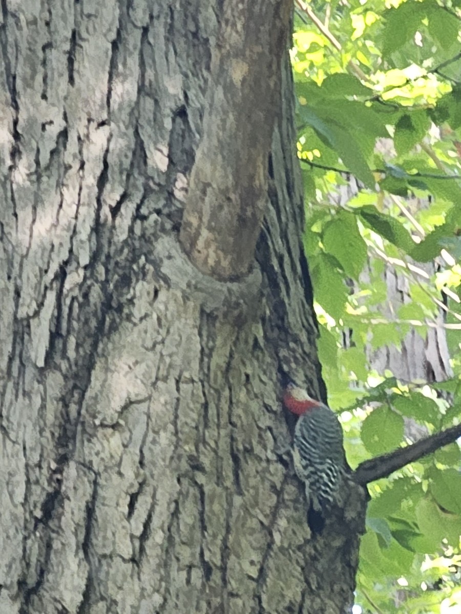 Red-bellied Woodpecker - ML642345405