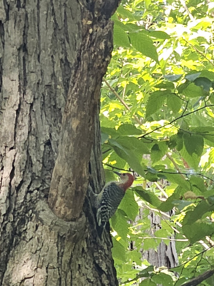 Red-bellied Woodpecker - ML642345406