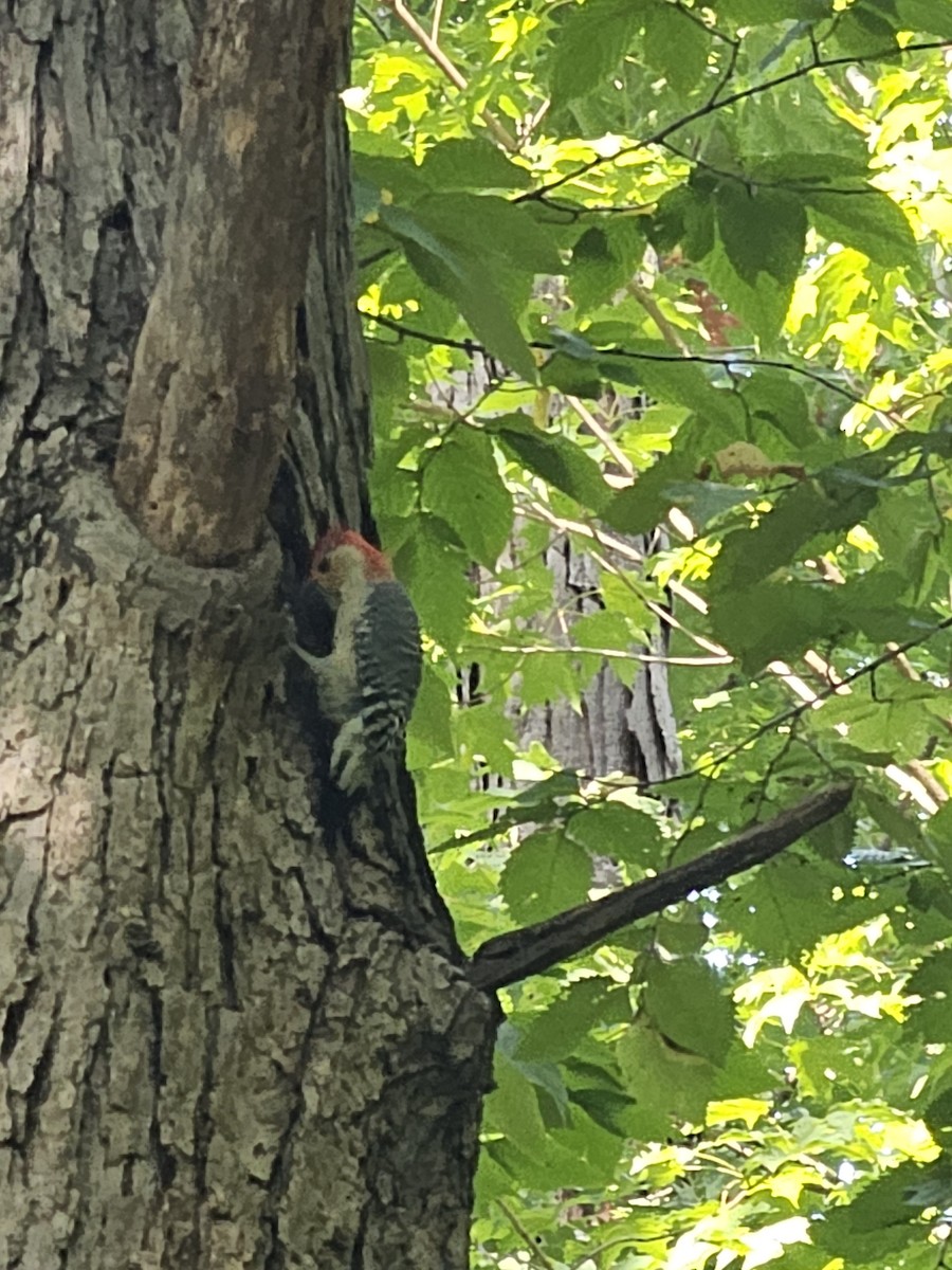 Red-bellied Woodpecker - ML642345407