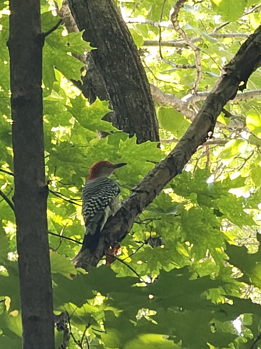 Red-bellied Woodpecker - ML642345408