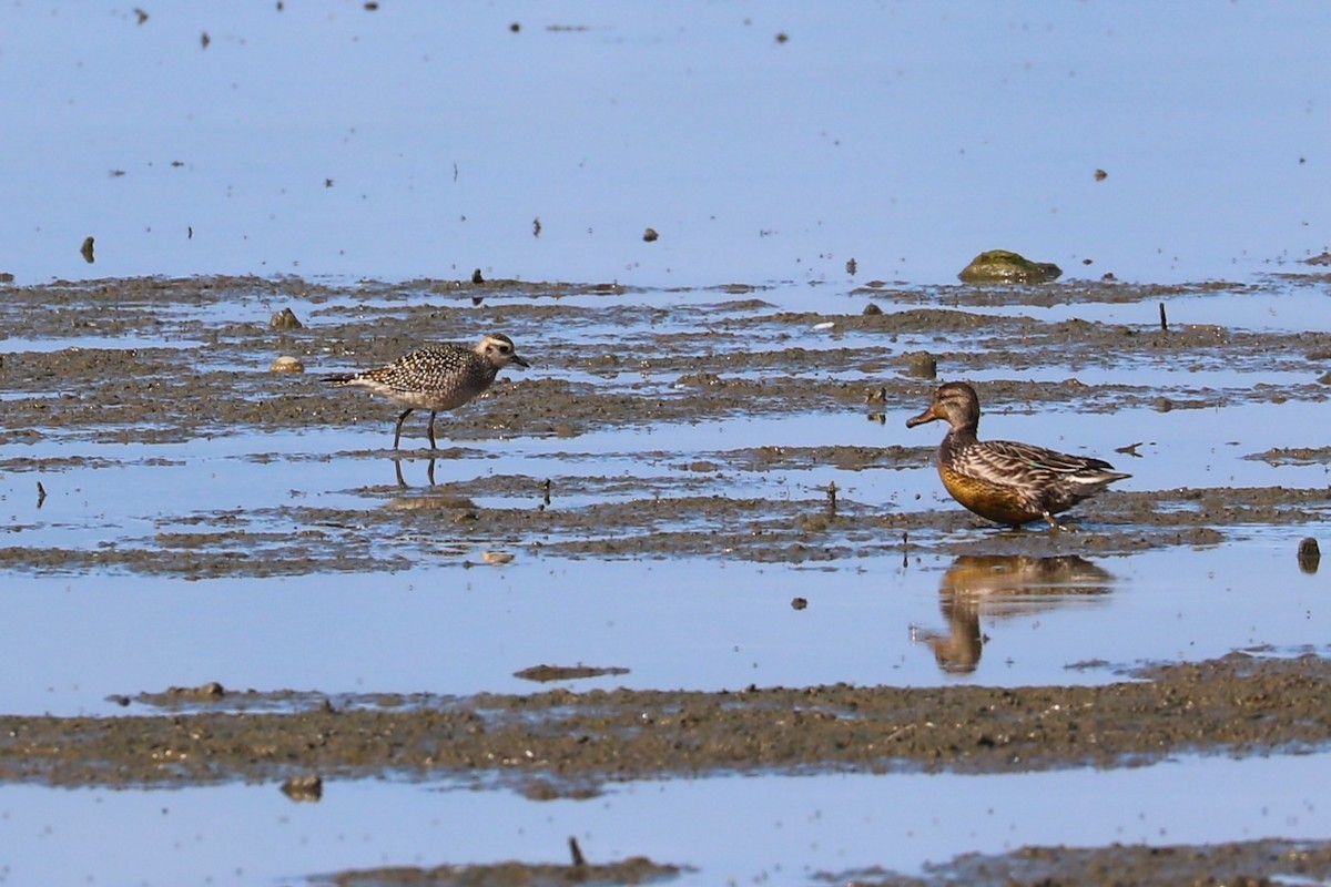 American Golden-Plover - ML642345411