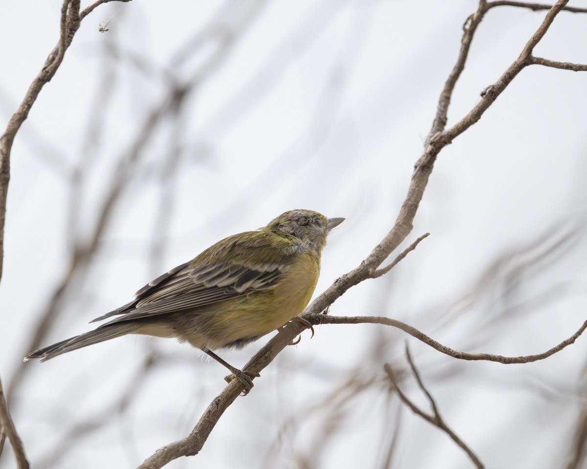 Pine Warbler - ML642345414