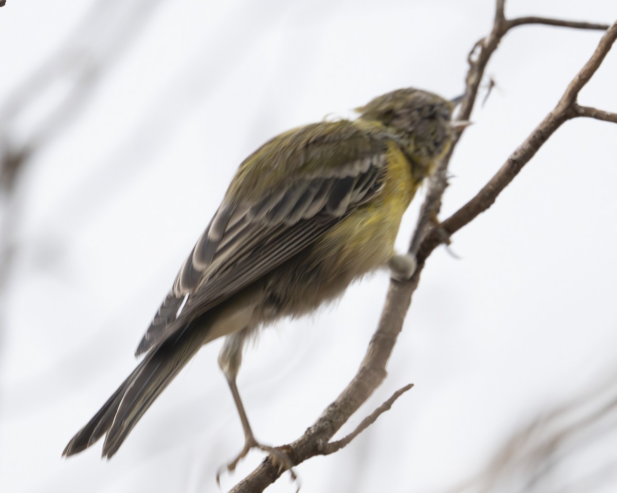 Pine Warbler - ML642345415