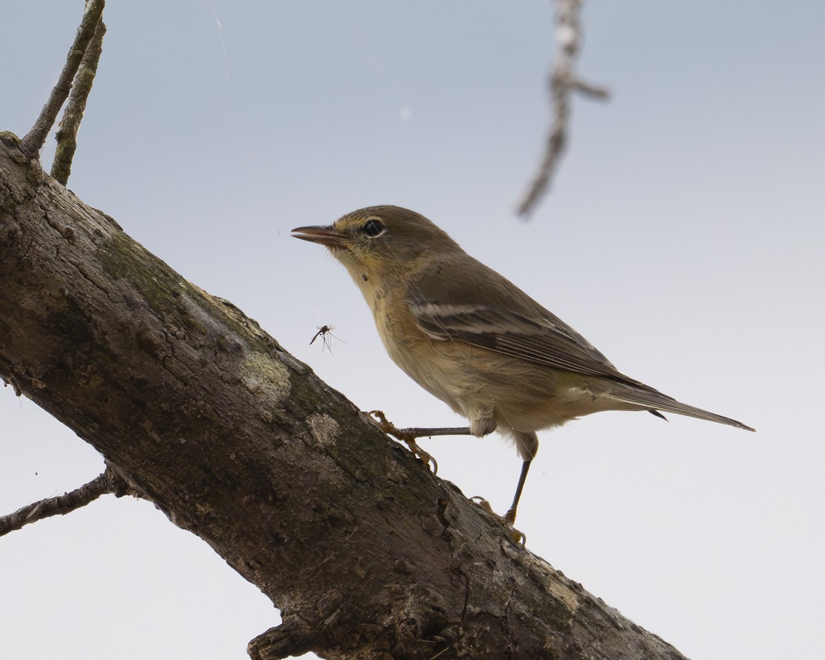 Pine Warbler - ML642345416
