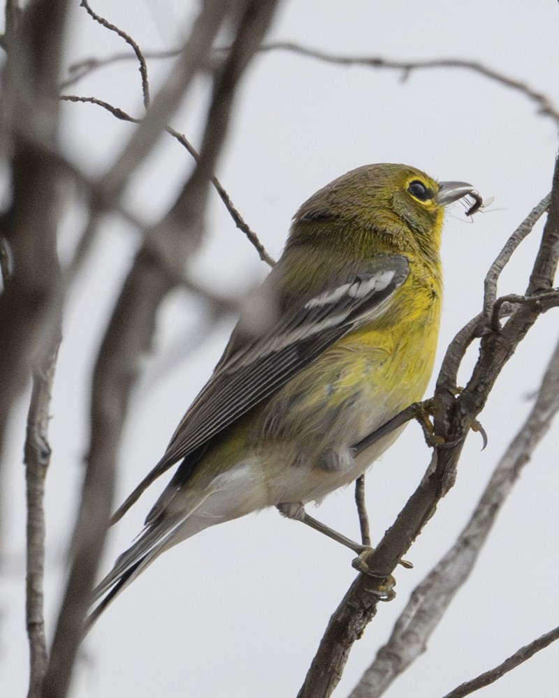 Pine Warbler - ML642345417