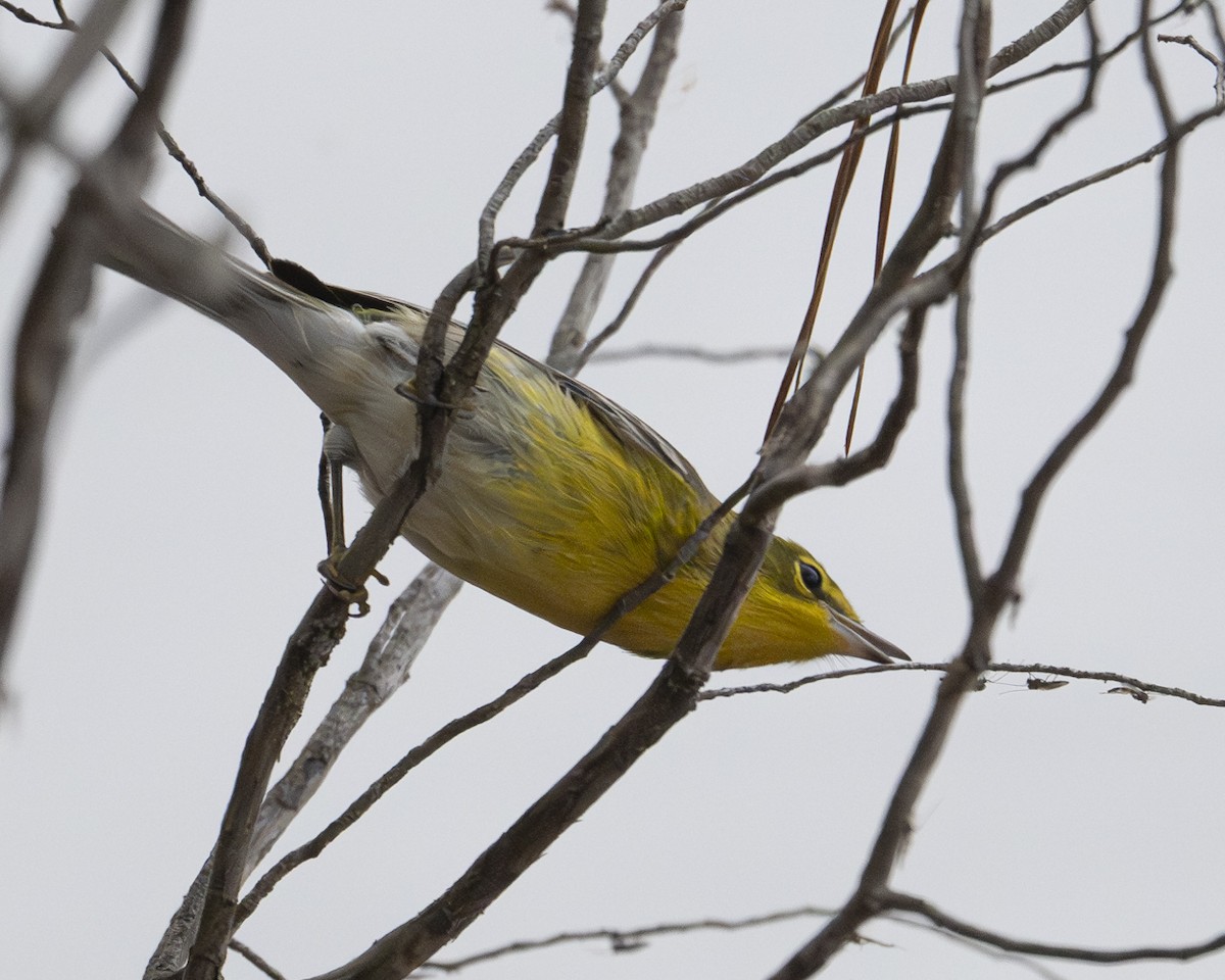 Pine Warbler - ML642345418