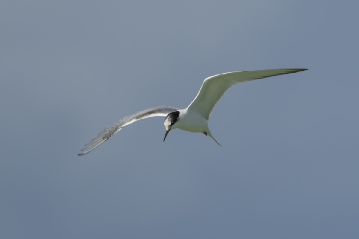 Common Tern - ML642345422