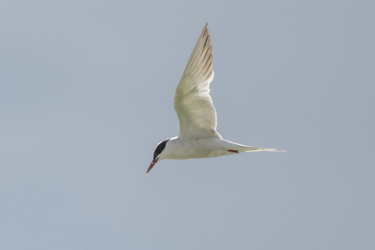 Common Tern - ML642345424