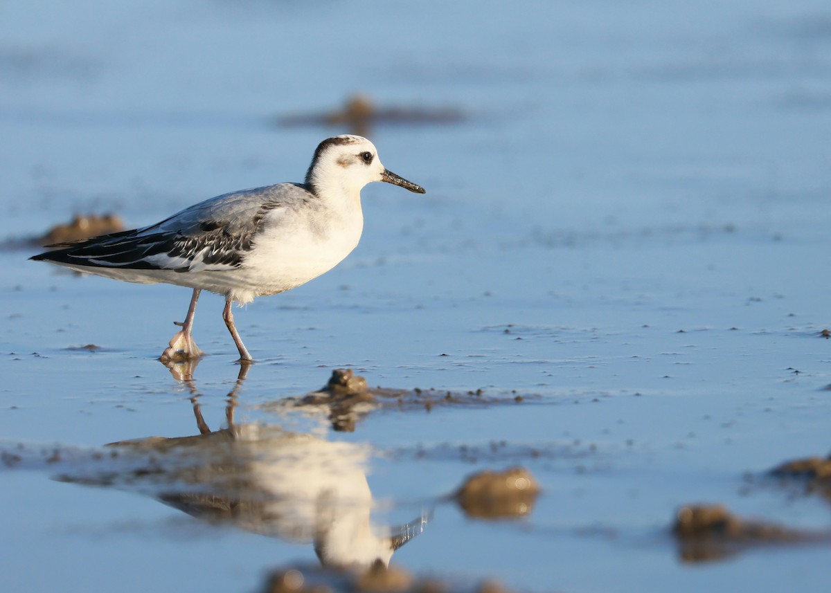 Red Phalarope - ML642345428