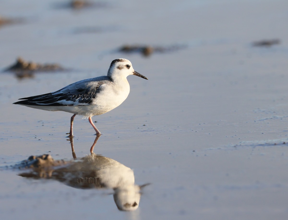 Red Phalarope - ML642345429