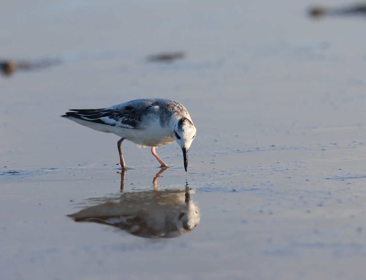 Red Phalarope - ML642345430
