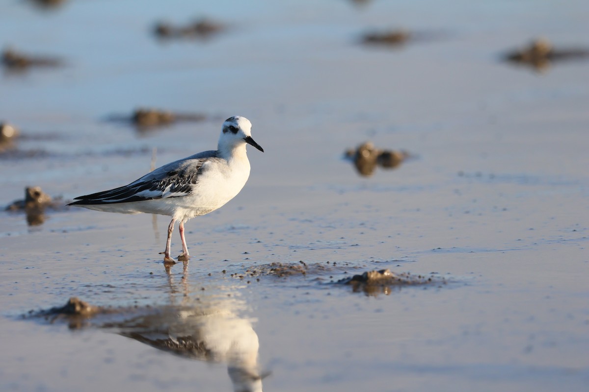 Red Phalarope - ML642345431