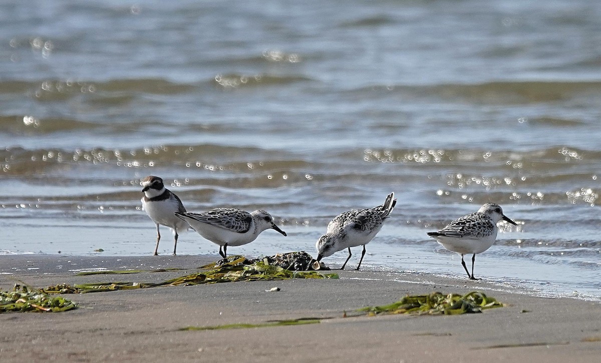Sanderling - ML642345433
