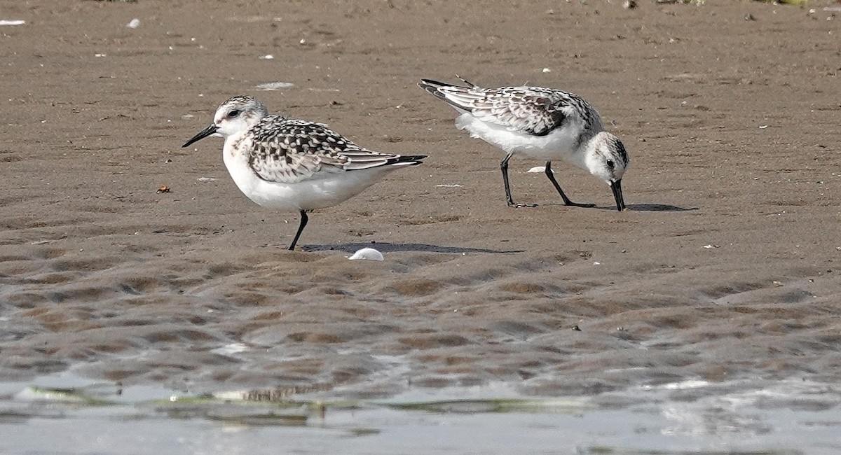 Sanderling - ML642345438