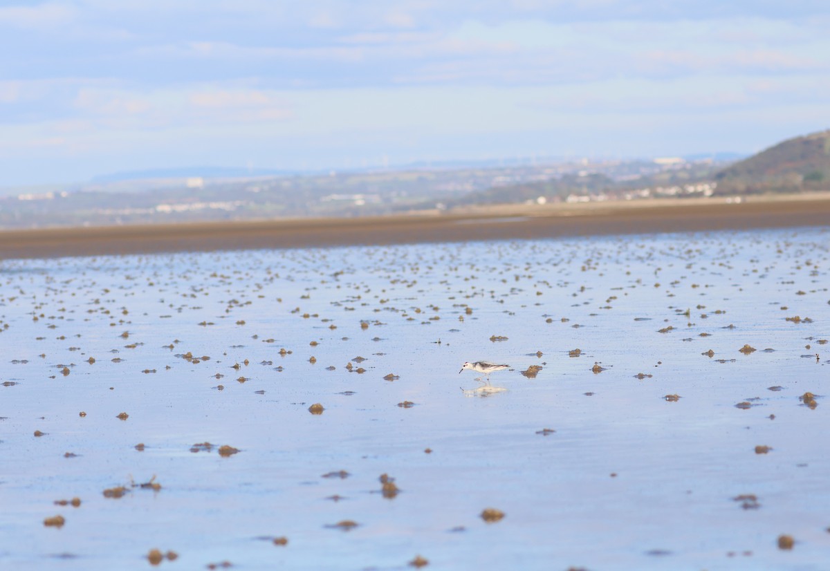 Red Phalarope - ML642345443