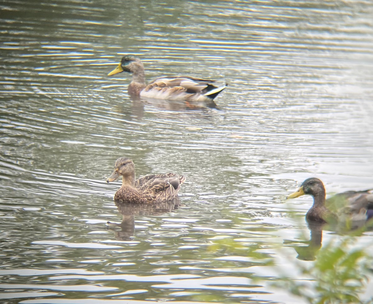 Canard colvert - ML642345446