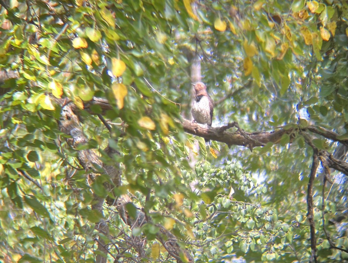 Pic flamboyant - ML642345452