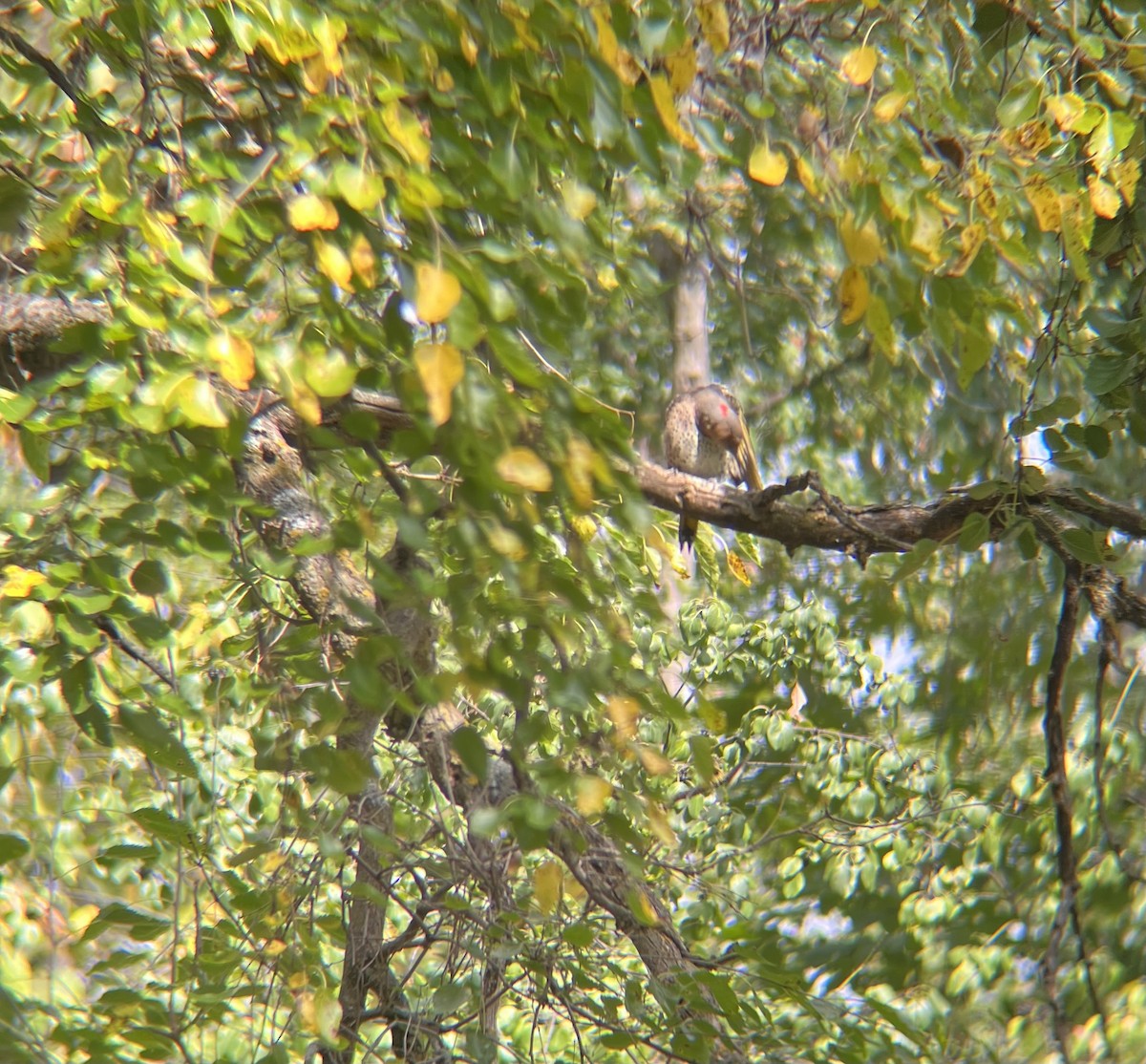 Pic flamboyant - ML642345453