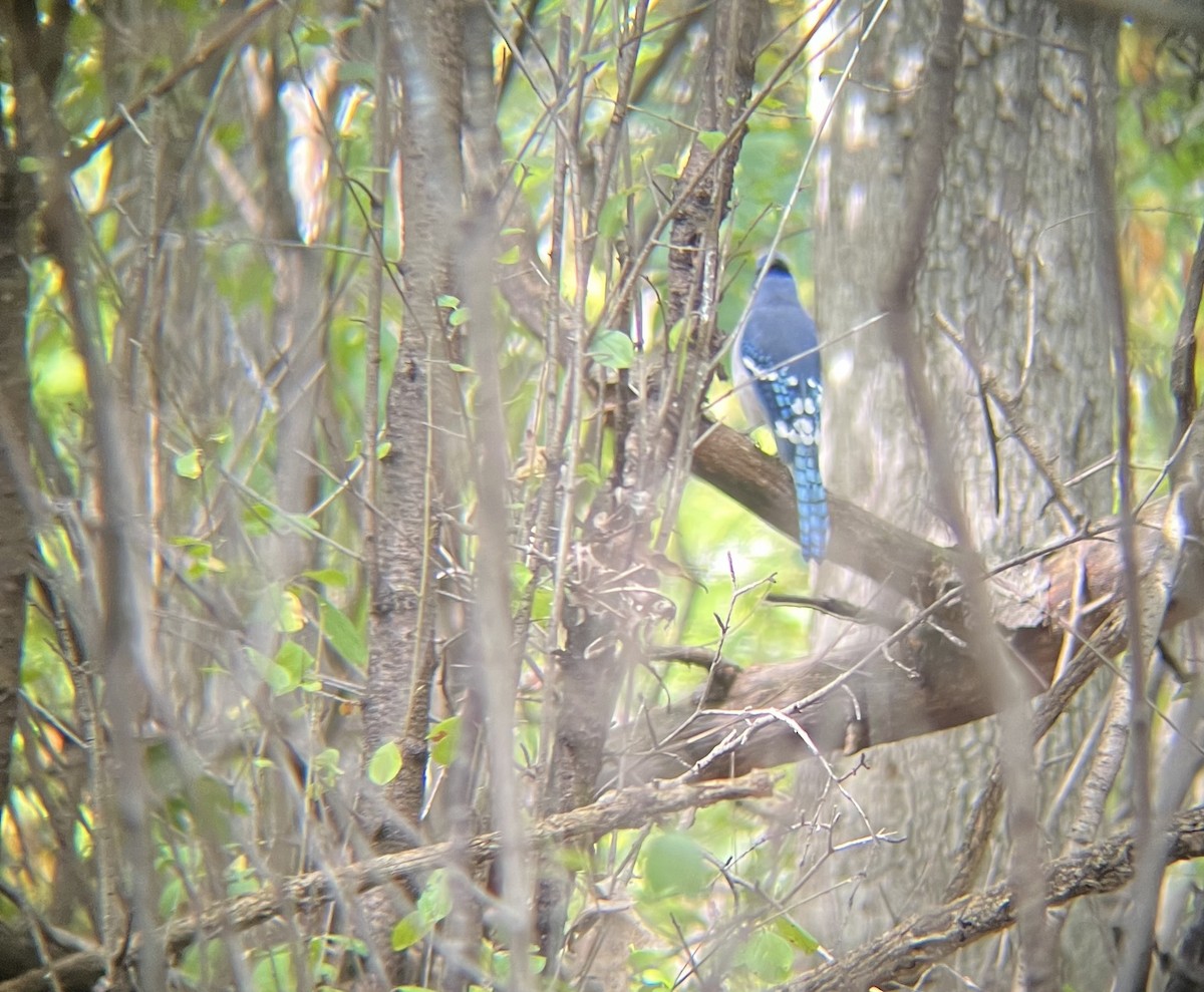 Geai bleu - ML642345457