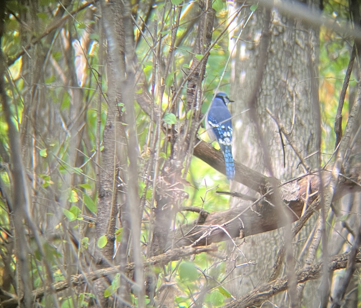 Geai bleu - ML642345458