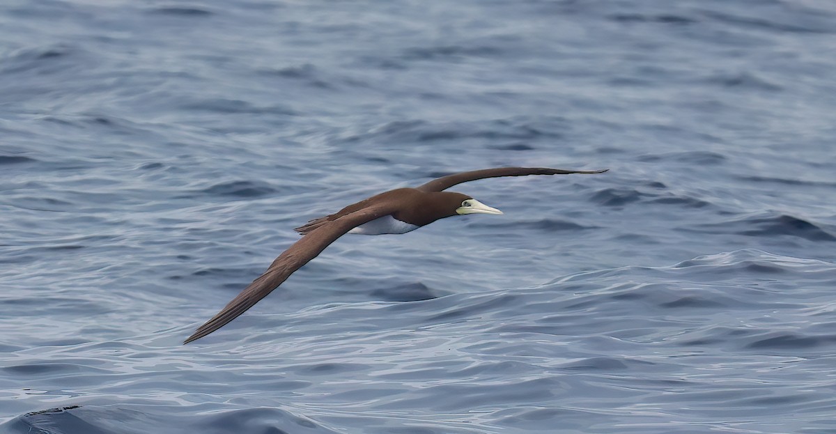 Brown Booby - ML642345461