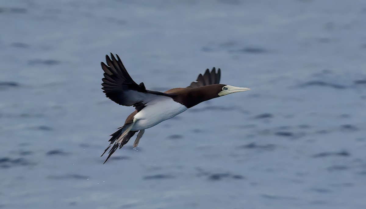 Brown Booby - ML642345468