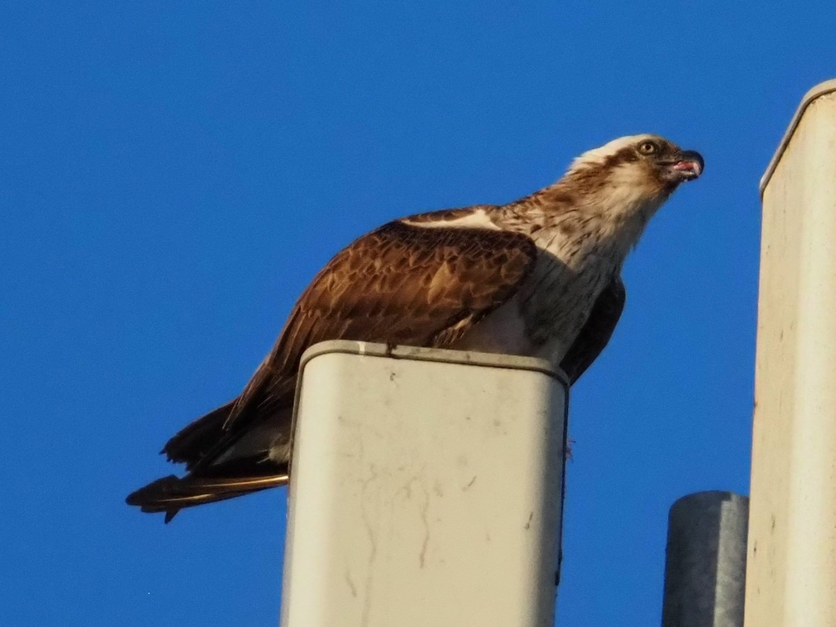 Osprey - ML642345469