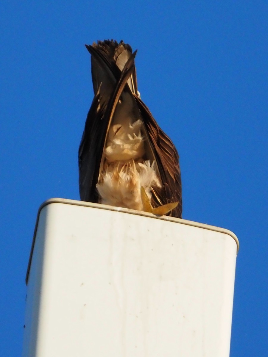 Osprey - ML642345471