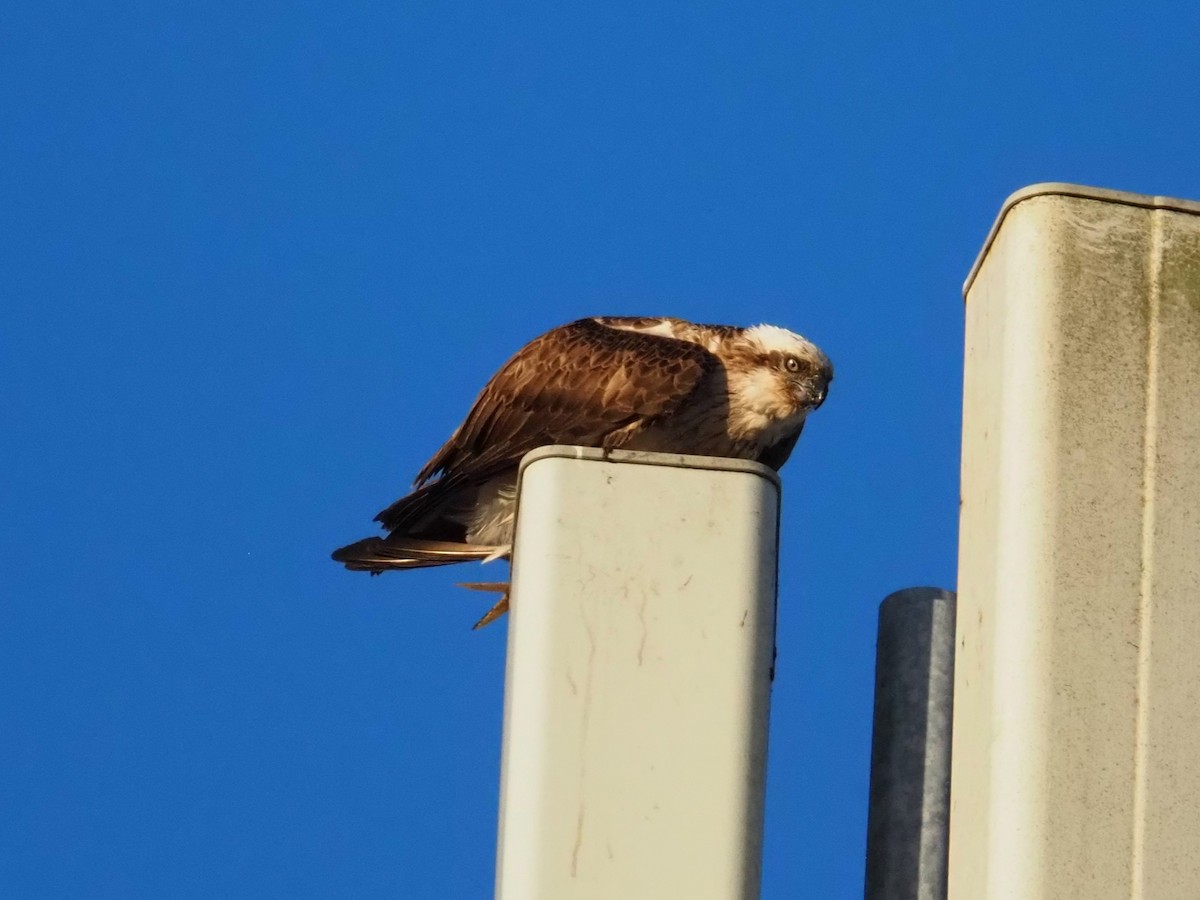 Osprey - ML642345472
