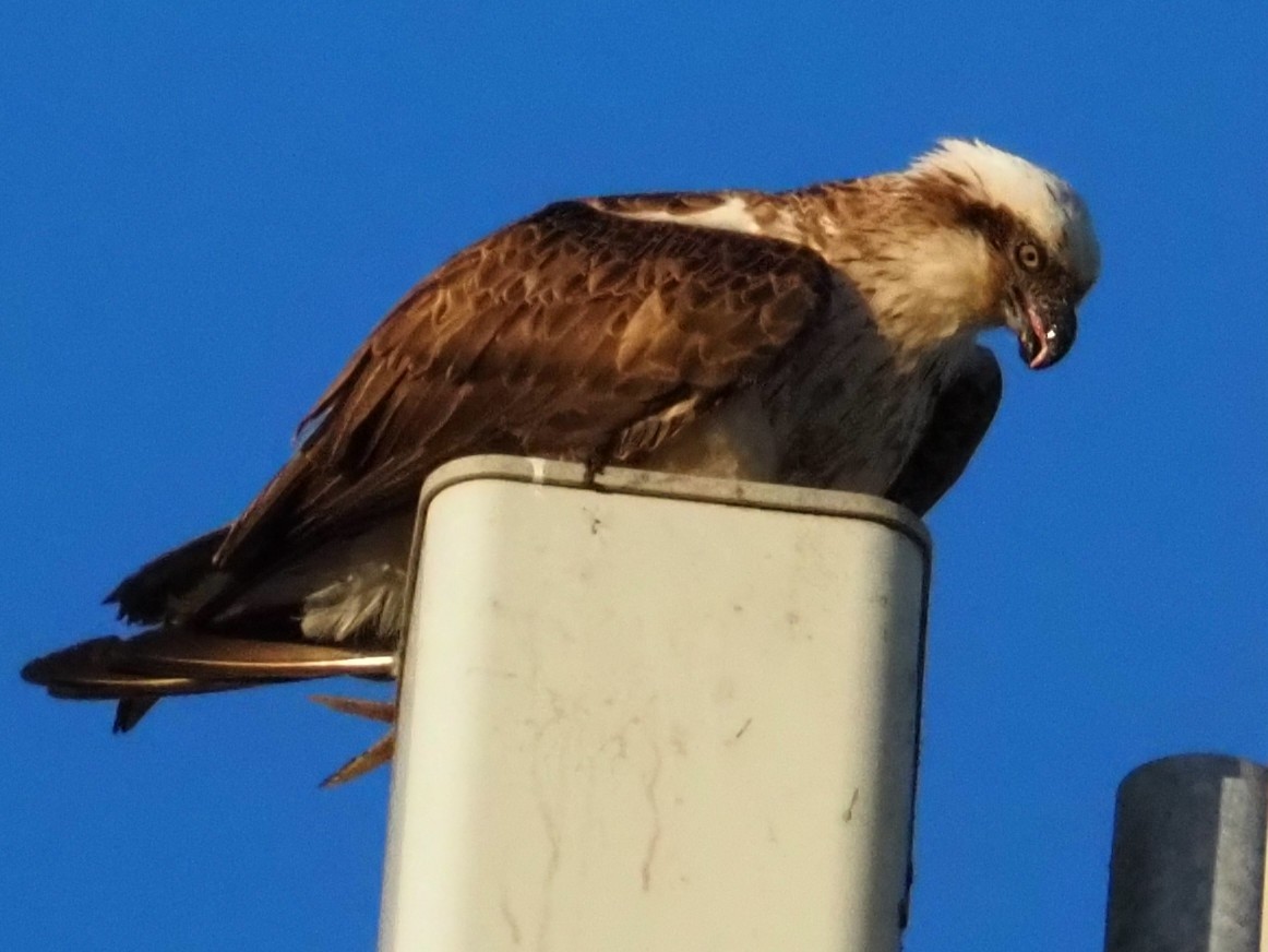 Osprey - ML642345473