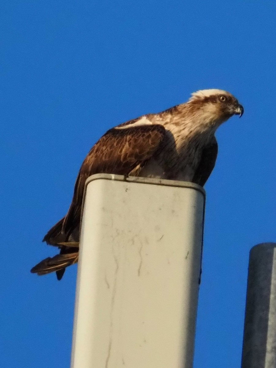 Osprey - ML642345474