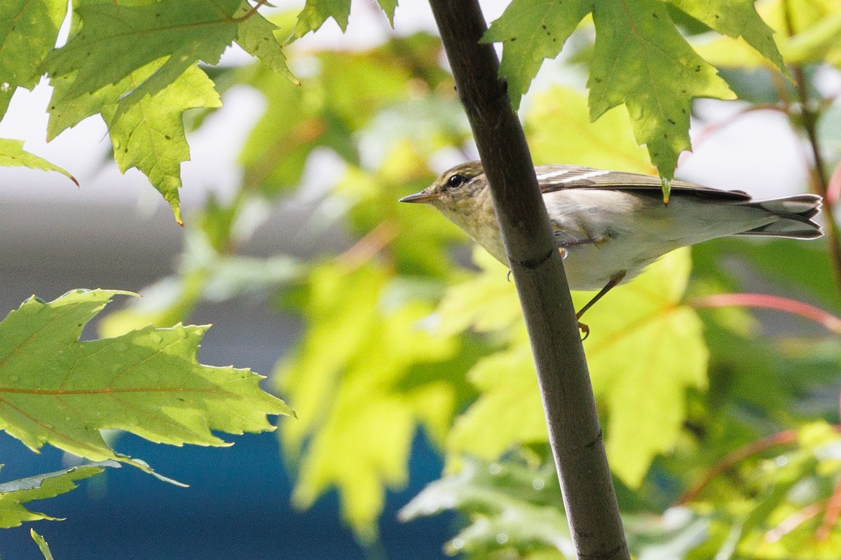 Blackpoll Warbler - ML642345477