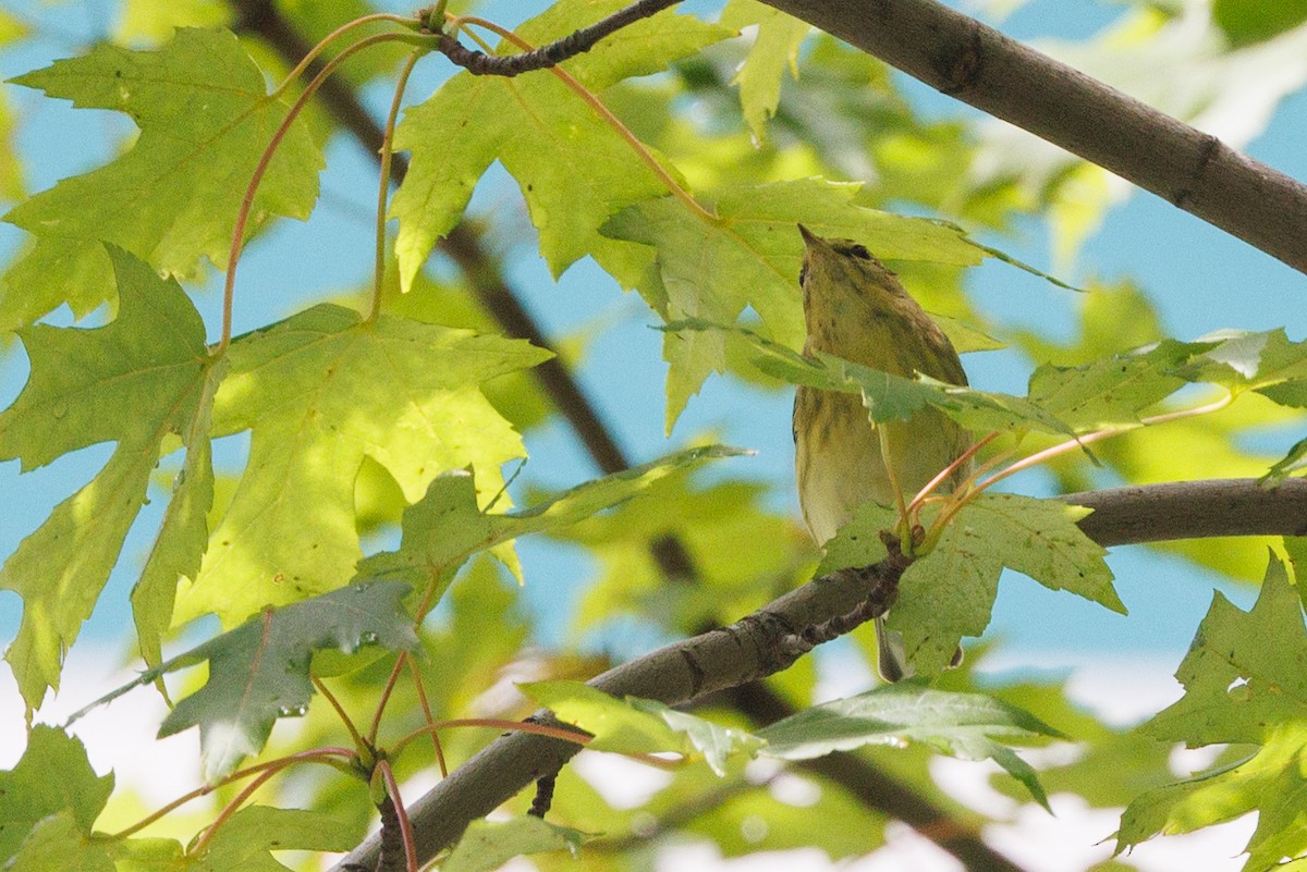 Blackpoll Warbler - ML642345481