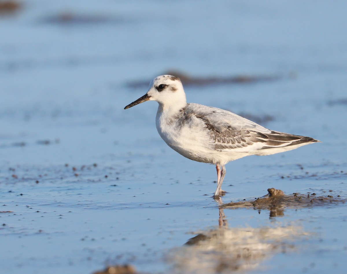 Red Phalarope - ML642345487