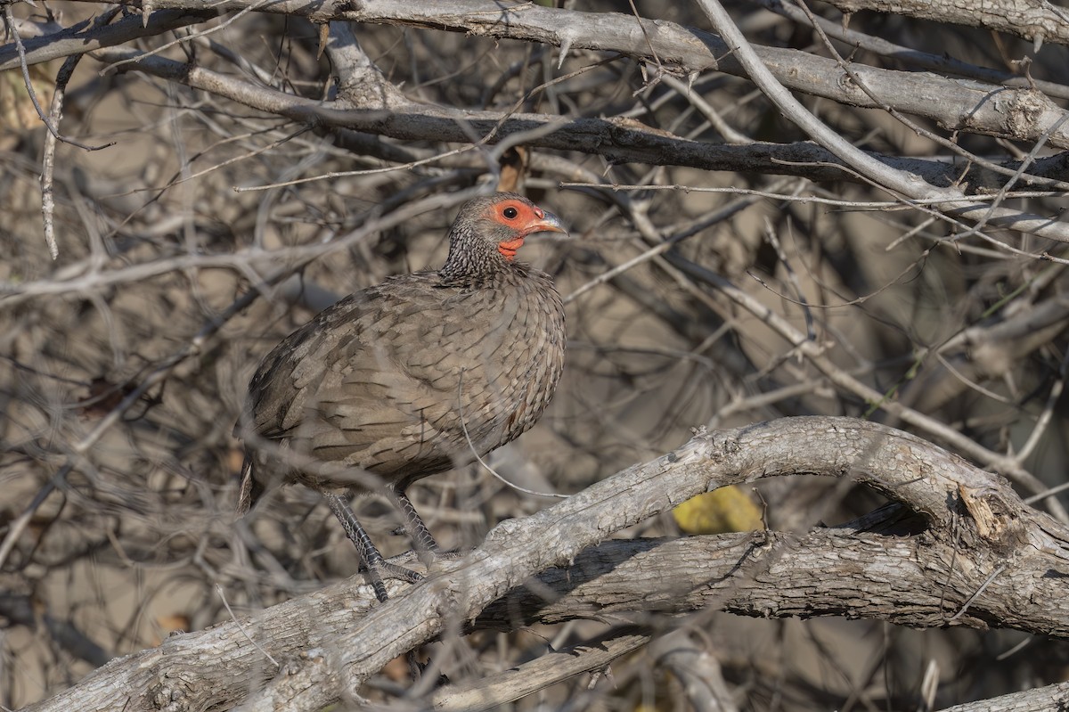 Swainson's Spurfowl - ML642345489