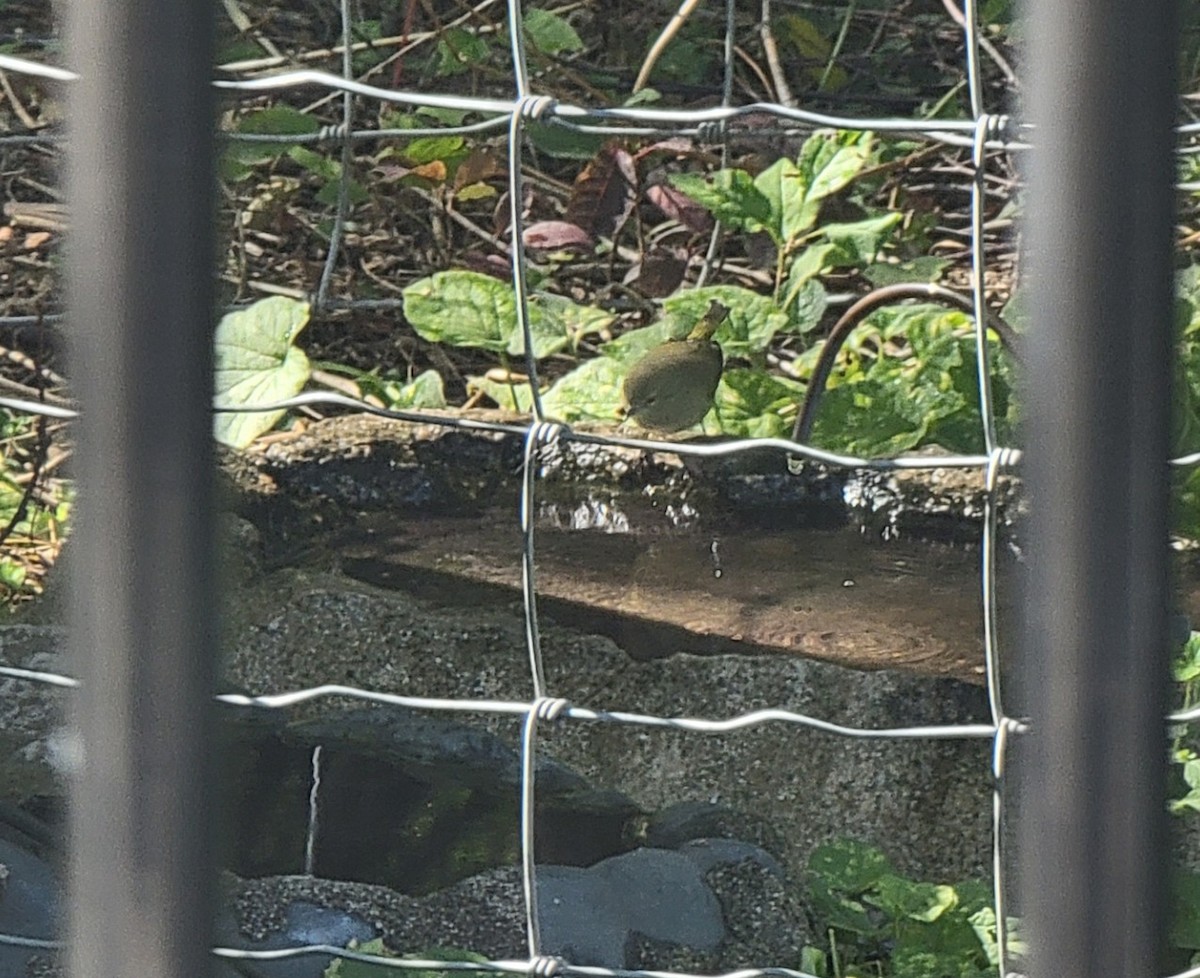 Orange-crowned Warbler - ML642345505
