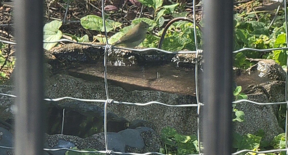 Orange-crowned Warbler - ML642345509