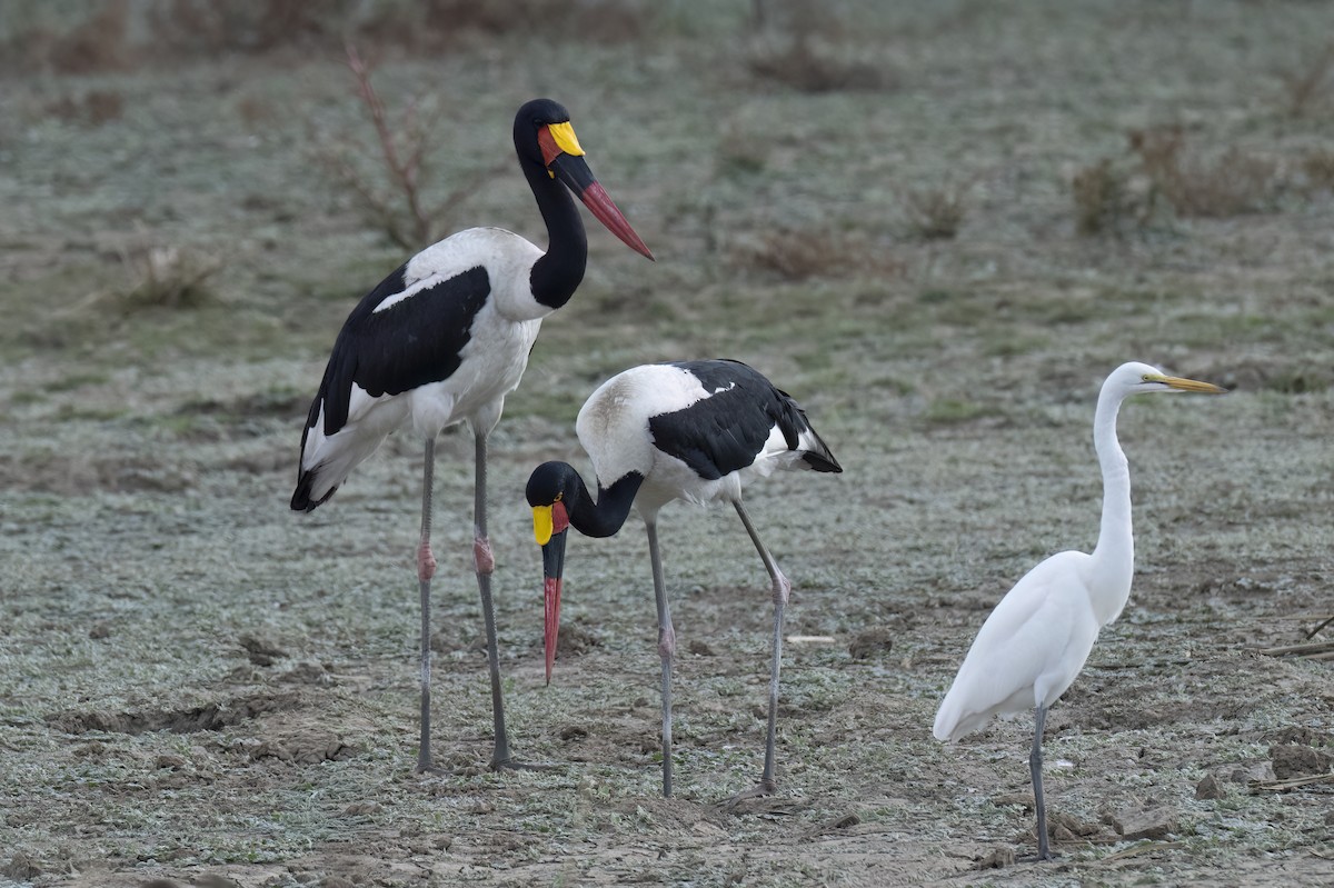 Saddle-billed Stork - ML642345523