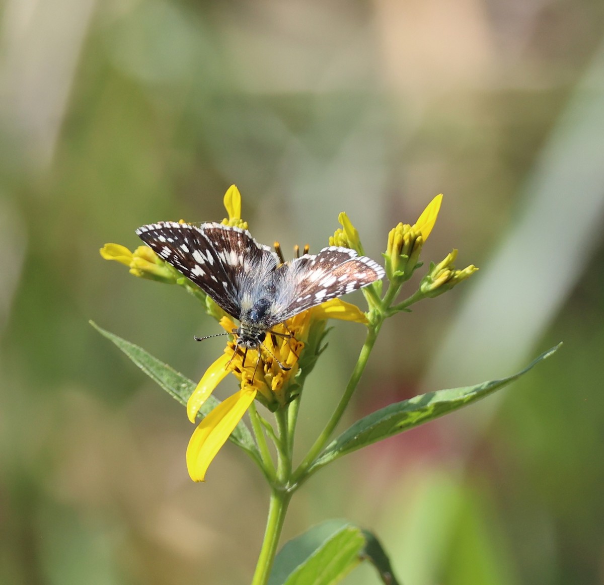 Common Checkered-Skipper - ML642345524