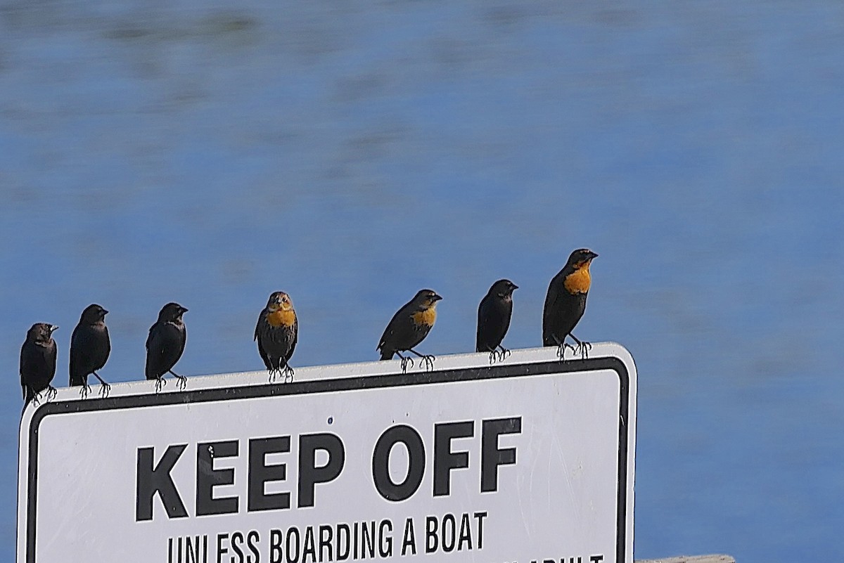 Yellow-headed Blackbird - ML642345533