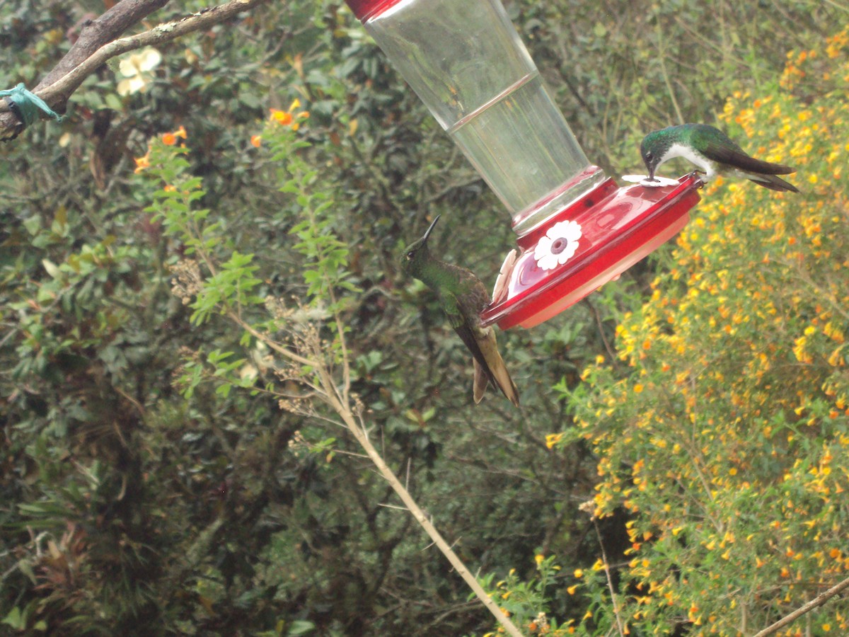 Buff-tailed Coronet - ML642345543