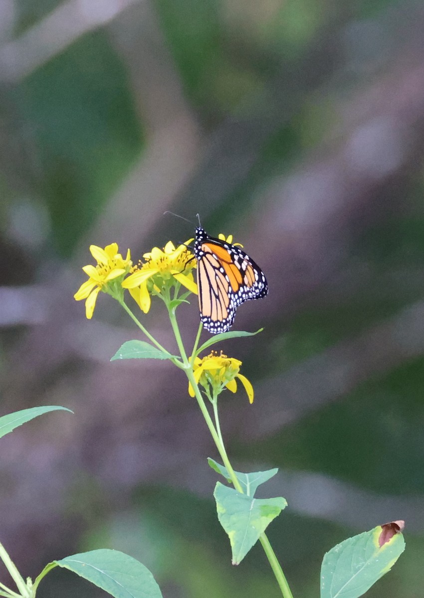 Monarch - ML642345547