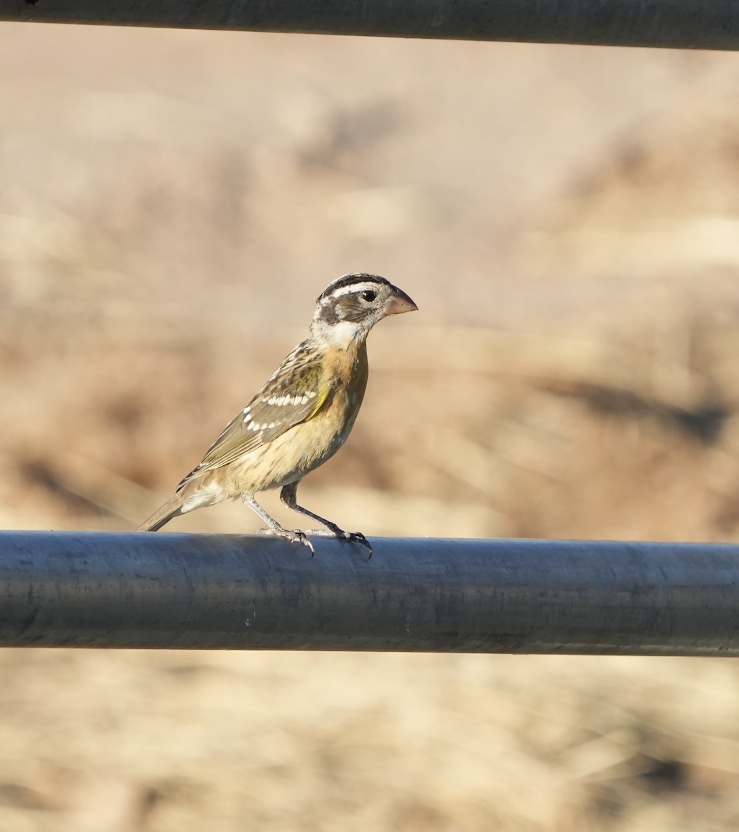 Black-headed Grosbeak - ML642345548