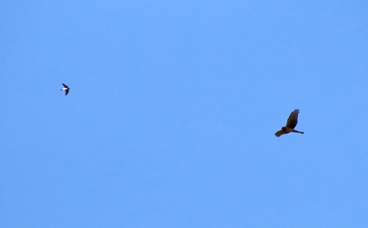 Tree Swallow - ML642345551