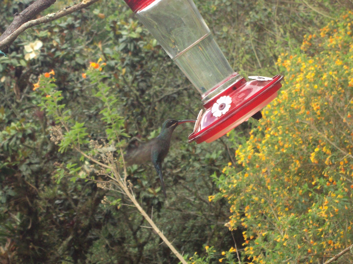 Green Hermit - ML642345574