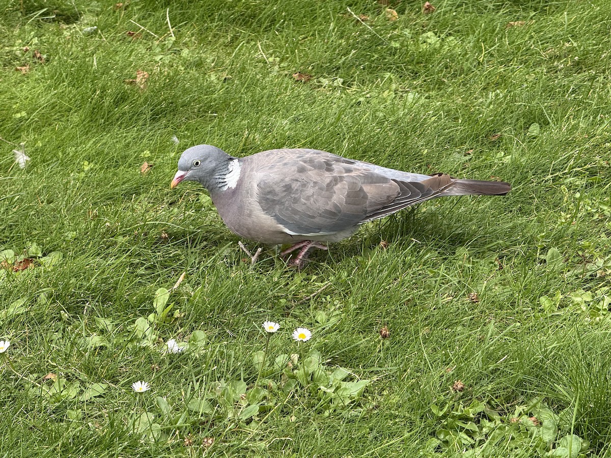 Common Wood-Pigeon (White-necked) - ML642345585