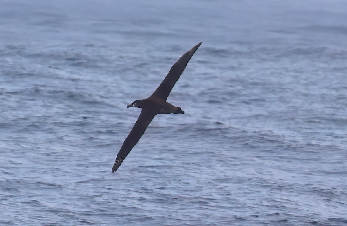 Schwarzfußalbatros - ML642345586