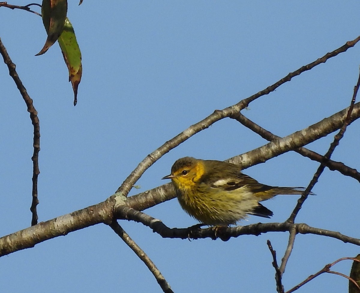 Cape May Warbler - ML642345591